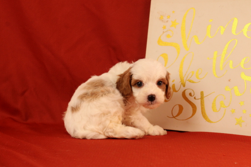 puppy, for, sale, Cavapoo, Matthew B. Stoltzfus, dog, breeder, Gap, PA, dog-breeder, puppy-for-sale, forsale, nearby, find, puppyfind, locator, puppylocator, aca